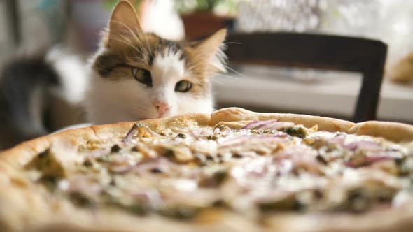 Home Cat Sniffing Fresh Pizza on the Table