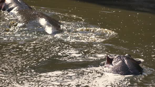 Hippos in the water