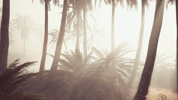 Coconut Palms in Deep Morning Fog