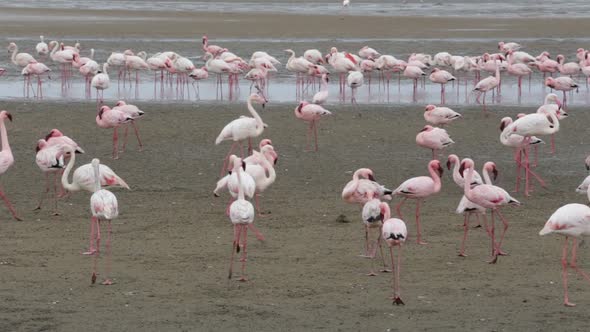 Rosy Flamingo colony in Walvis Bay Namibia