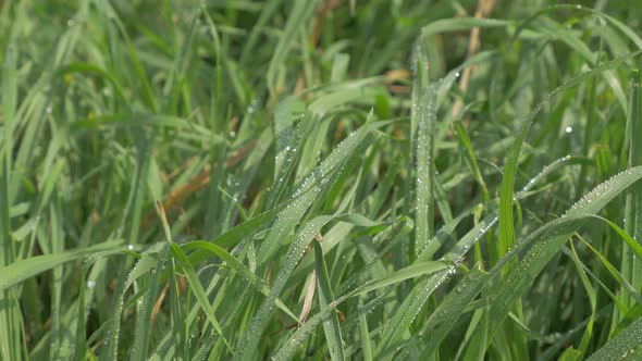 Drew drops over grass 4K 2160p UHD footage - Dew drops natural green  fresh background 4K 3840X2160 