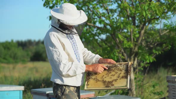 Beekeeper is working with bees and beehives on apiary. Beekeeping concept.