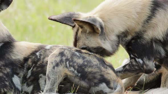 Male African Wild Dog sniffs and investigates female laying, close-up