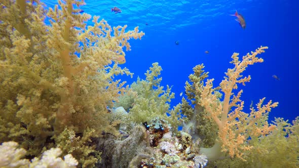 Tropical Seascape Coral Reef Marine