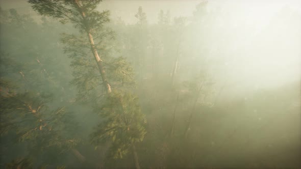 Drone Breaking Through the Fog To Show Redwood and Pine Tree