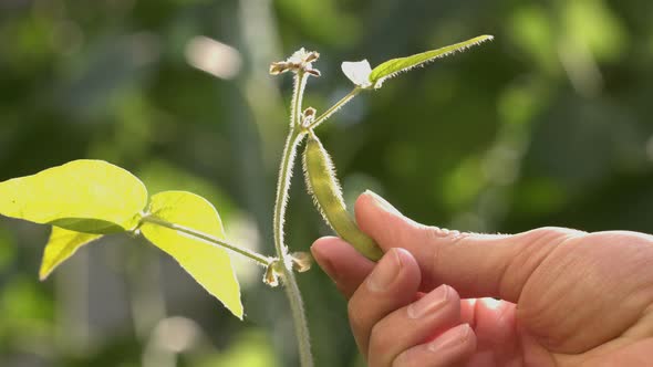 Growing Soy in Garden