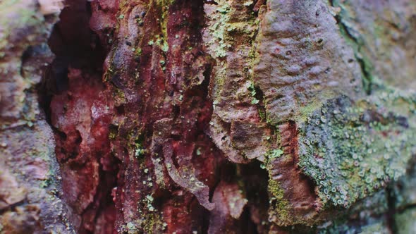 Close Up of Tree Bark