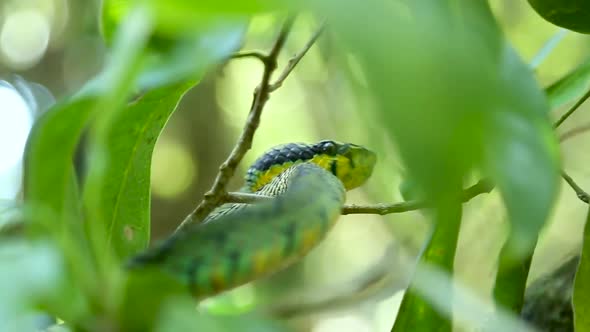 Sri Lankan green pit viper Craspedocephalus trigonocephalus Ceylon pit viper green snake endemic pet