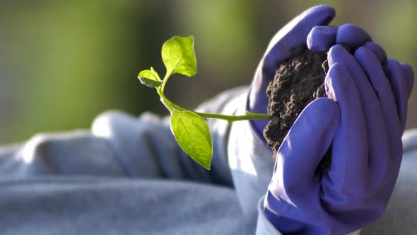 Young Sprout in the Hands of a Young Farmer