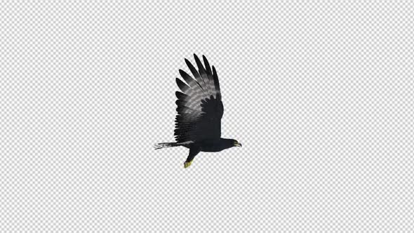 African Eagle - 4K Flying Loop - Right Side View alt