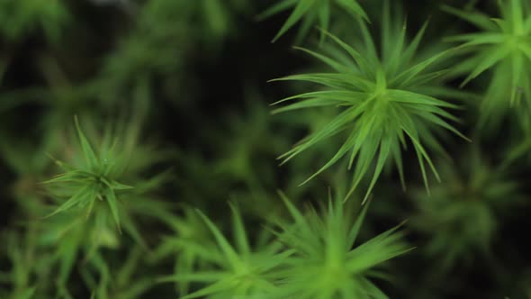 Close-up of fern in autumn