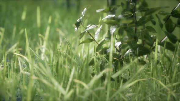 Fresh Green Grass on the Forest