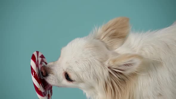 Side View of a Longhaired Chihuahua Happily Licking a Sweet Lollipop