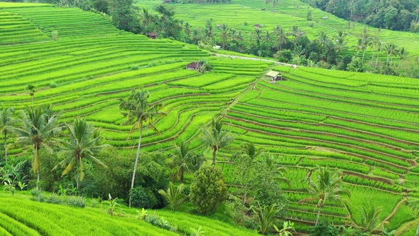 Aerial View of Rice Terraces. Landscape with Drone. Bali, Indonesia.