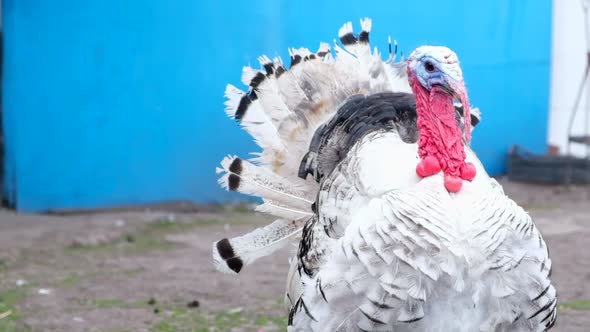 Portrait of a White Turkey on a Strong Background Colorful Red Wicker and Snood