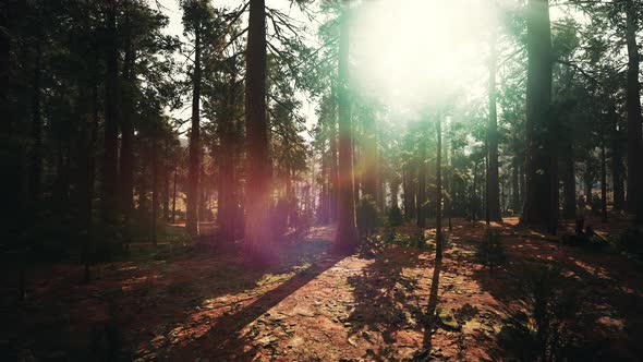 Giant Sequoias in the Giant Forest Grove in the Sequoia National Park