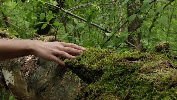 Hand Touching A Tree