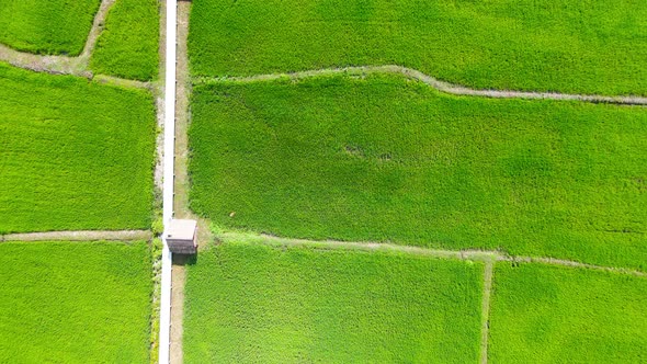 Aerial view green field Top down view background