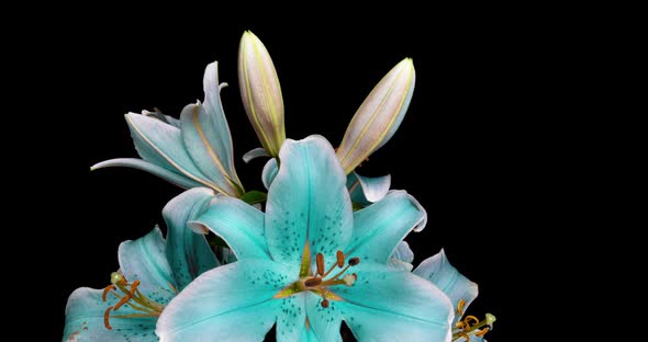 Time-lapse Shot of Unfolding Blue Lily Flower Isolated on Black Background