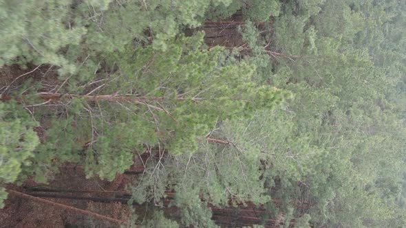 Vertical Video of Trees in a Pine Forest Slow Motion