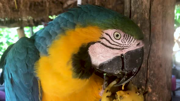 Cameraes downward as a parrot eats a passion fruit