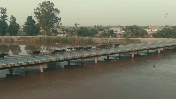 Cows Crossing Bridge Over River In Karachi, Pakistan. Dolly Back