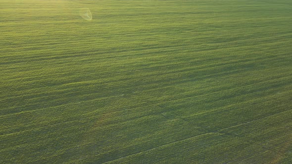 Aerial View of Green Wheat Field Drone Flying Over Plump Green Wheat