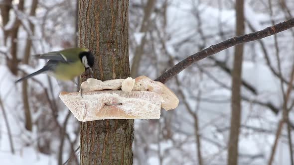 Great tit pecking at fat