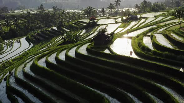 Aerial Top View Of Water Filled Paddy Rice Terraces, Green Agricultural Fields In Countryside Or