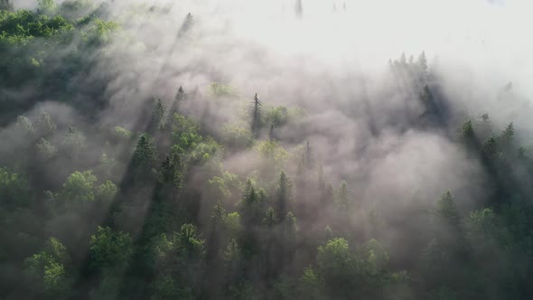 Foggy morning in the forest and landscape