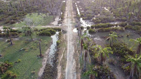 Rural path in dead oil palm