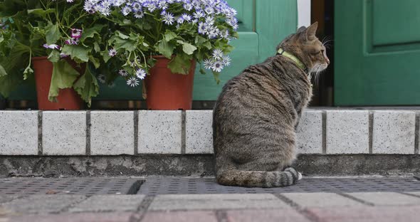 Street cat sitting at the house door