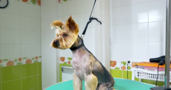 Dog in Grooming Salon on Professional Table