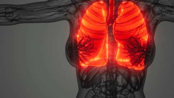 Science Anatomy Scan of Human Lungs alt