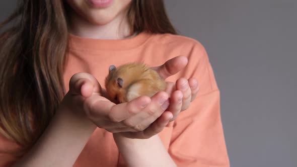 Little Ginger Cute Hamster is Washed in the Arms of a Child