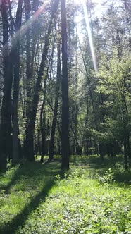Vertical Video of Green Forest During the Day
