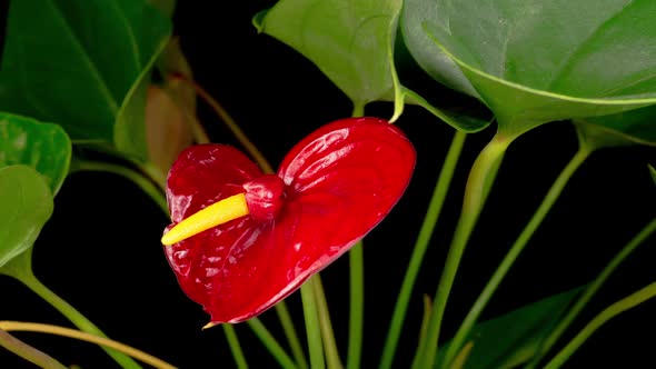 Time Lapse of Opening Red Anthurium Flower