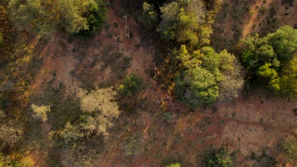 Incredible aerial top down view of three giraffes walking in African bush at sunset