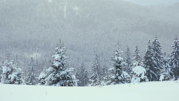 Panoramic Landscape with Evergreen Pine Trees Covered with Fresh Snow During Heavy Snowfall in