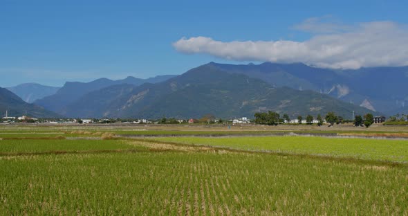 Chishang paddy rice meadow field