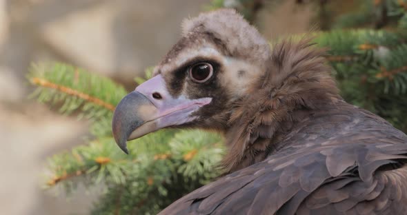 Cinereous Vulture Aegypius Monachus is a Large Raptorial Bird