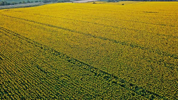 Aerial View of the Sunflowers Field