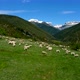 Sheep Grazing On The Mountain - VideoHive Item for Sale