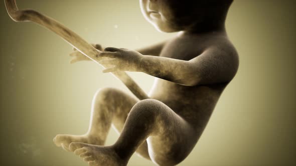 Medical 3d Animation of a Human Fetus