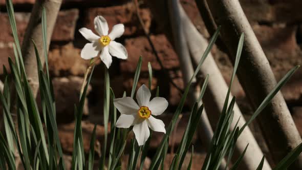 Pair of daffodil plants close-up 4K 2160p 30fps UltraHD footage -  Narcissus poeticus garden flower 