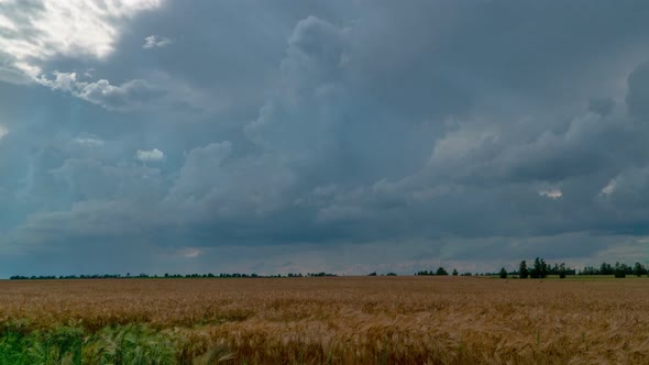 Sunset Over Wheat Field Timelapse. Vespers Sky. Camera Zoom