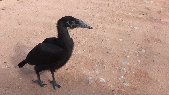 Juvenile Southern Ground Hornbill with pale neck pouch vocalizes