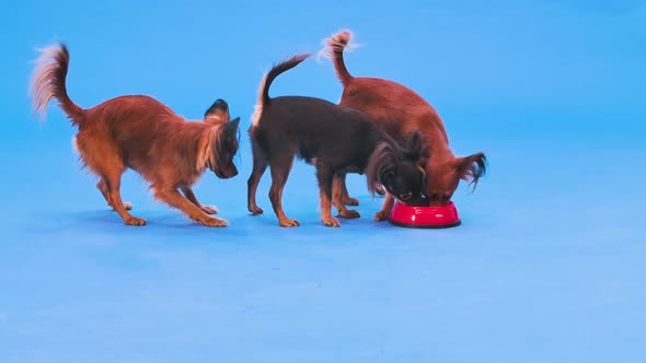 Four Longhaired Russian Toy Terriers Eat Animal Food From a Red Bowl