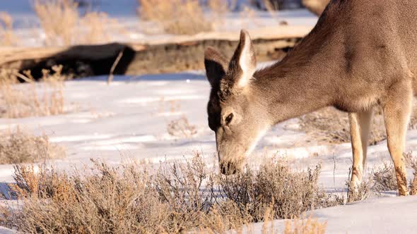 A herd of deer grazing in the Rocky Mountain National Park