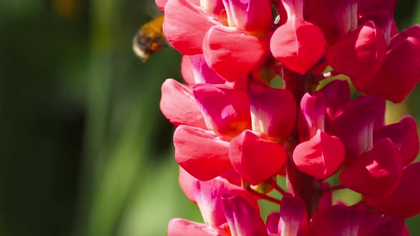 Bumblebee on Red Lupine Flower